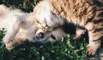white dog and gray cat hugging each other on grass